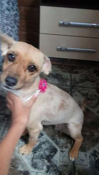 Cachorro ra a SRD E POODLE idade 1 ano nome CHITARA,E PRETO