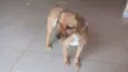 CHITARA,E PRETO