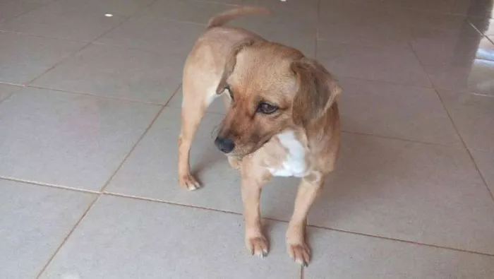 Cachorro ra a SRD E POODLE idade 1 ano nome CHITARA,E PRETO