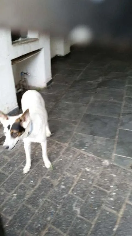 Cachorro raça SRD idade 7 a 11 meses nome Nala