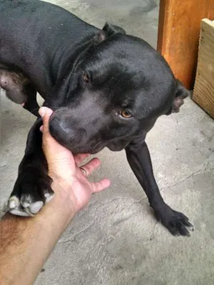 Cachorro raça Stanfforshire idade 2 a 6 meses nome Billy Ocean