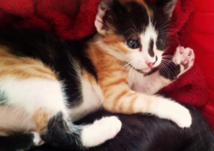Gato ra a  idade Abaixo de 2 meses nome Daisy