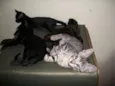 Kratos, tiger, uni,