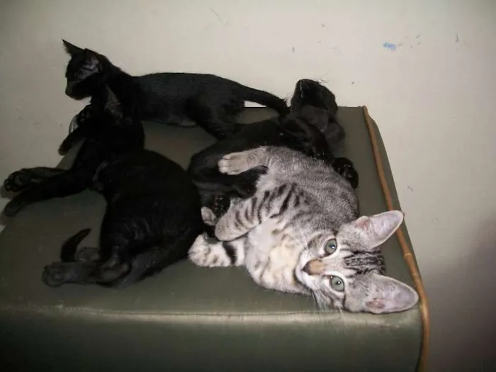 Gato raça mista idade Abaixo de 2 meses nome Kratos, tiger, uni,