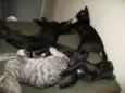 Kratos, tiger, uni,