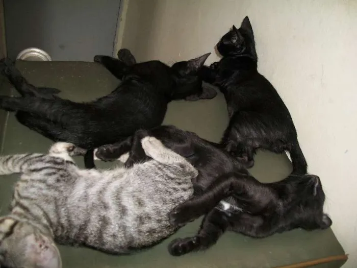 Gato raça mista idade Abaixo de 2 meses nome Kratos, tiger, uni,