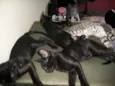 Kratos, tiger, uni,