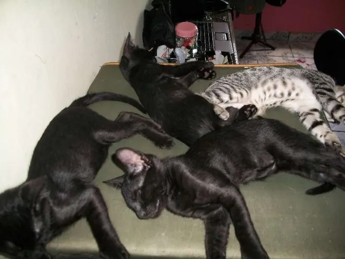 Gato raça mista idade Abaixo de 2 meses nome Kratos, tiger, uni,