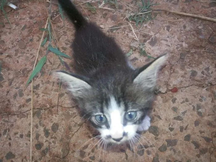 Gato ra a vira-lata idade Abaixo de 2 meses nome Não sei