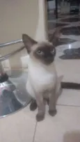 Duque
