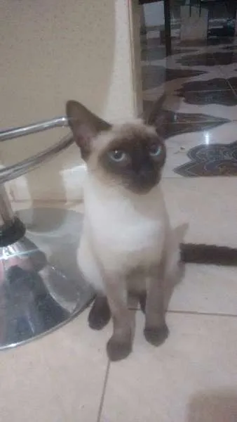 Gato ra a siames idade 2 a 6 meses nome Duque