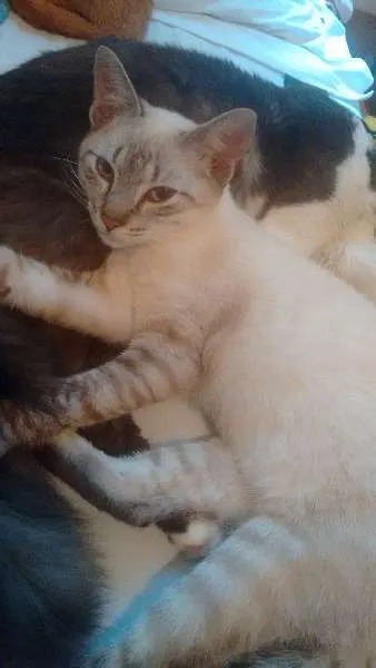 Gato ra a nao sei idade 2 a 6 meses nome Principe