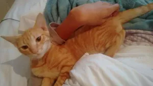 Gato raça nao sei idade 2 a 6 meses nome Enorme 