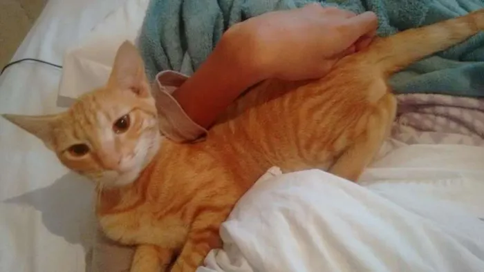 Gato ra a nao sei idade 2 a 6 meses nome Enorme 