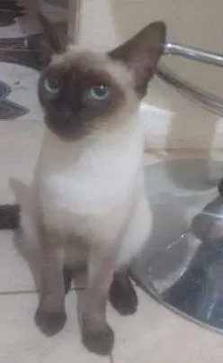 Gato raça siames idade 2 a 6 meses nome Duque
