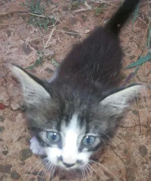 Gato raça vira-lata idade Abaixo de 2 meses nome Não sei