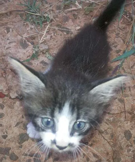 Gato ra a vira-lata idade Abaixo de 2 meses nome Não sei