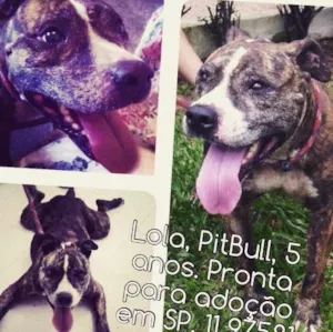 Cachorro raça Pit-Bull idade 4 anos nome Lola