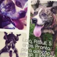Cachorro raça Pit-Bull idade 4 anos nome Lola