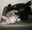 Kratos, tiger, uni,