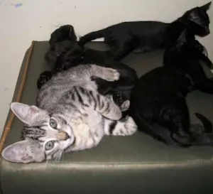 Gato raça mista idade Abaixo de 2 meses nome Kratos, tiger, uni,