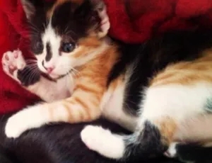 Gato raça  idade Abaixo de 2 meses nome Daisy