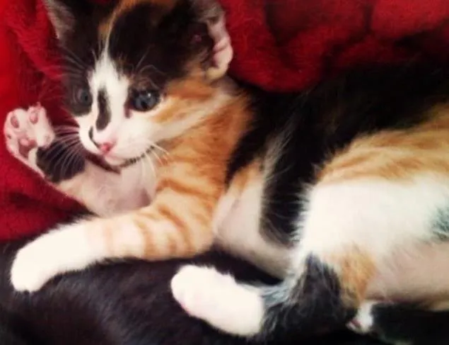 Gato ra a  idade Abaixo de 2 meses nome Daisy