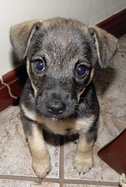 Cachorro ra a SRD idade Abaixo de 2 meses nome CHIQUINHO