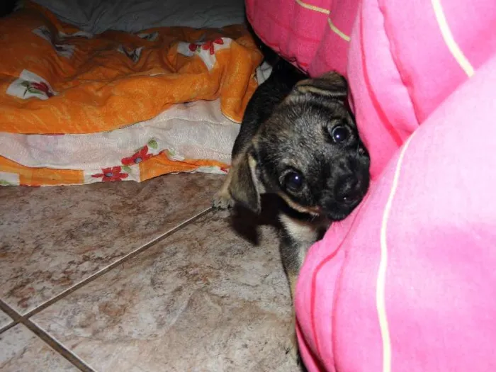 Cachorro ra a SRD idade Abaixo de 2 meses nome CHIQUINHO