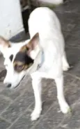 Cachorro raça SRD idade 7 a 11 meses nome Nala