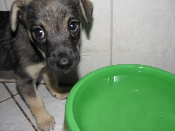 Cachorro ra a SRD idade Abaixo de 2 meses nome CHIQUINHO