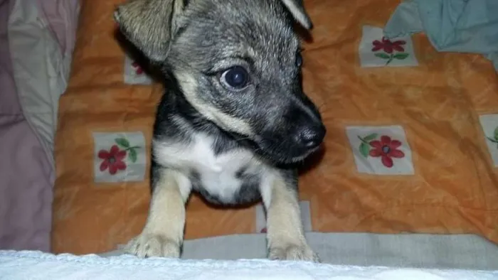 Cachorro ra a SRD idade Abaixo de 2 meses nome CHIQUINHO