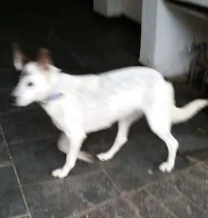 Cachorro raça SRD idade 7 a 11 meses nome Nala