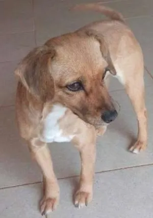 Cachorro raça SRD E POODLE idade 1 ano nome CHITARA,E PRETO