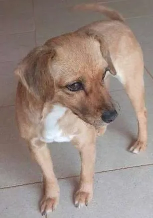 Cachorro ra a SRD E POODLE idade 1 ano nome CHITARA,E PRETO