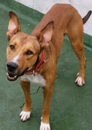Cachorro ra a SRD idade 1 ano nome Max