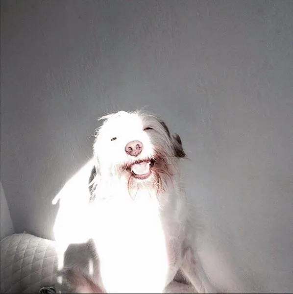 Cachorro ra a Vira lata idade 4 anos nome Milly