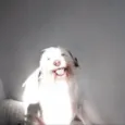 Milly