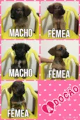 Filhotes