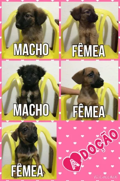 Cachorro raça SRD idade Abaixo de 2 meses nome Filhotes
