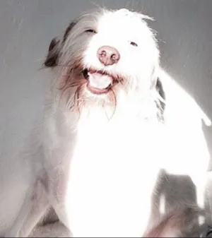 Cachorro raça Vira lata idade 4 anos nome Milly