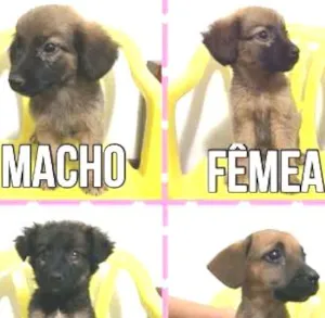 Cachorro raça SRD idade Abaixo de 2 meses nome Filhotes