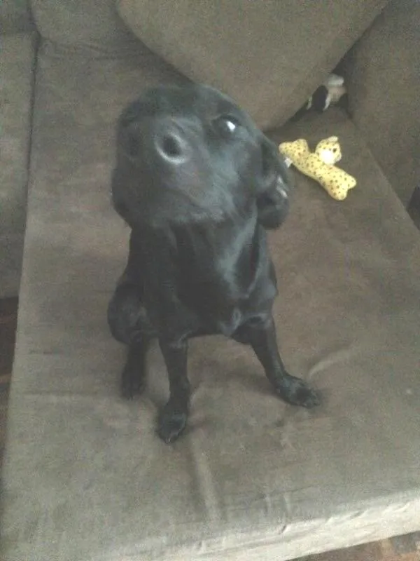 Cachorro ra a Sem raça definida idade 1 ano nome Jade