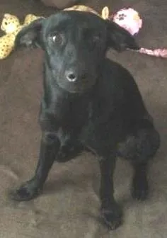 Cachorro ra a Sem raça definida idade 1 ano nome Jade