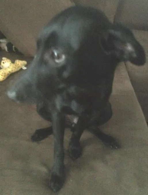 Cachorro ra a Sem raça definida idade 1 ano nome Jade