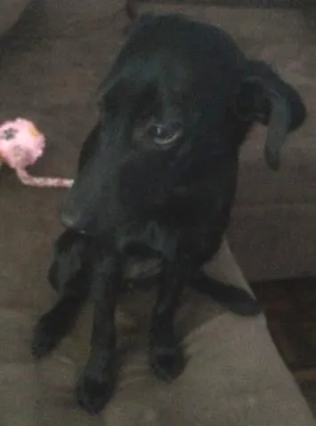 Cachorro ra a Sem raça definida idade 1 ano nome Jade