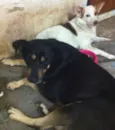 Zé e Pituchinha