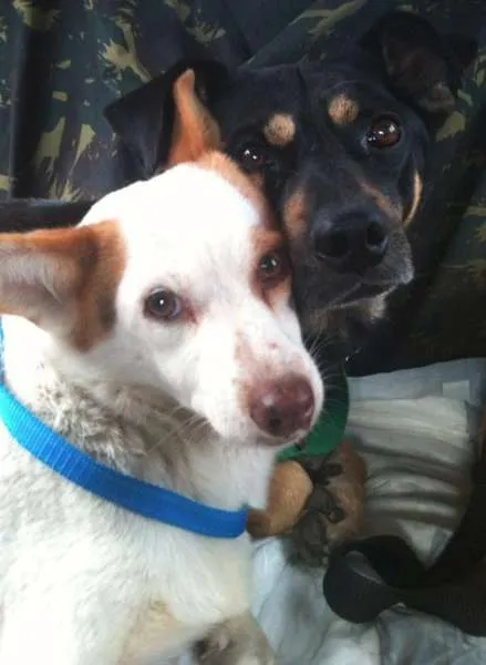 Cachorro ra a SRD idade 2 anos nome Zé e Pituchinha