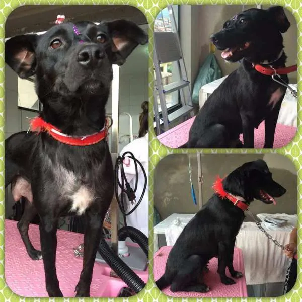 Cachorro ra a srd idade 2 anos nome lua