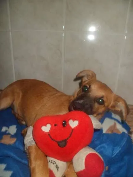 Cachorro ra a SRD idade 2 a 6 meses nome Vivi